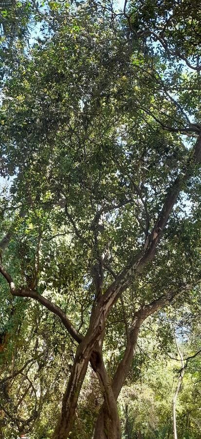 Eugenia uruguayensis habit