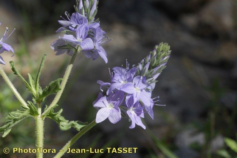 Veronica orsiniana flower
