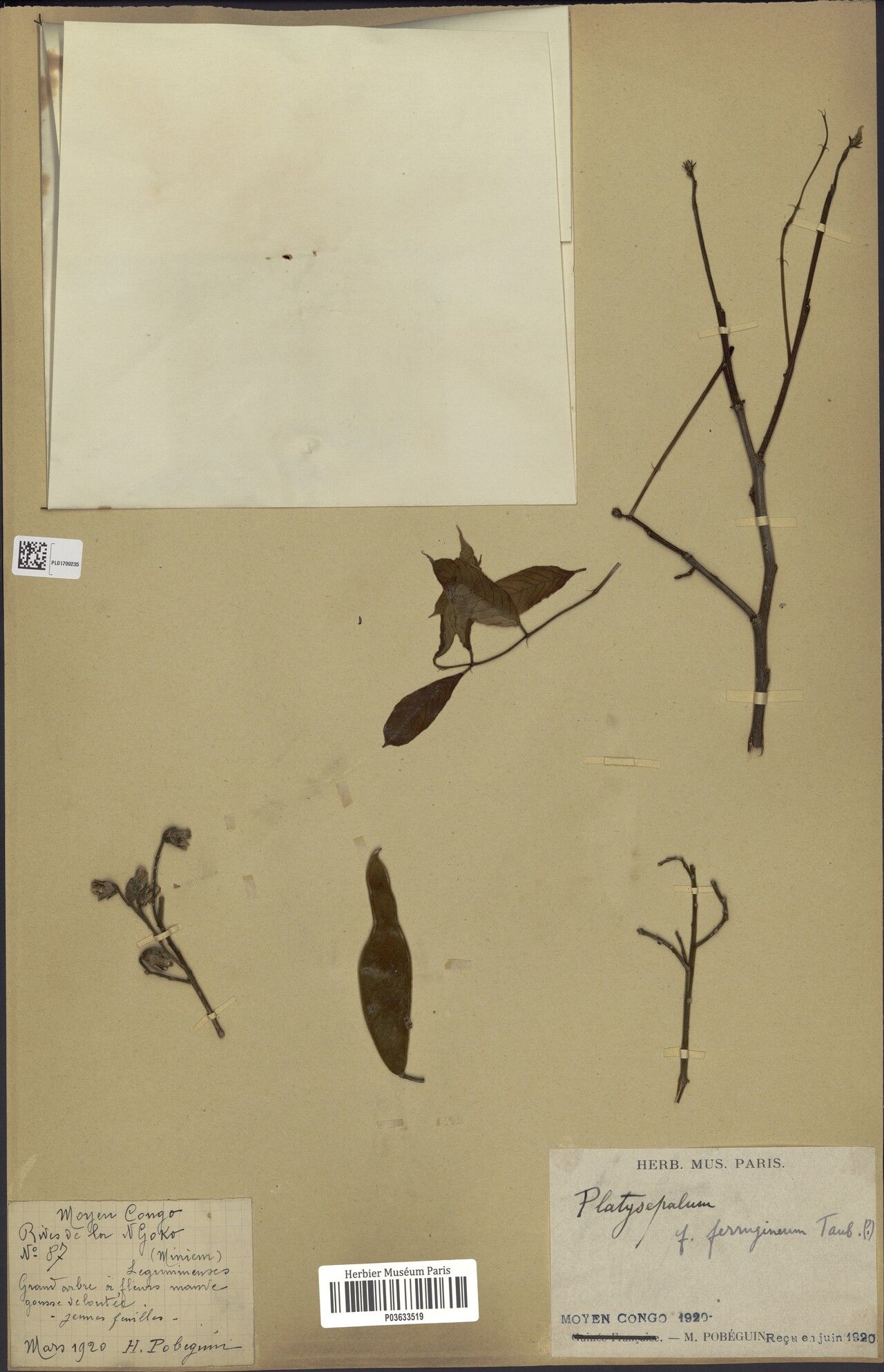 Platysepalum ferrugineum — related species from the same genus