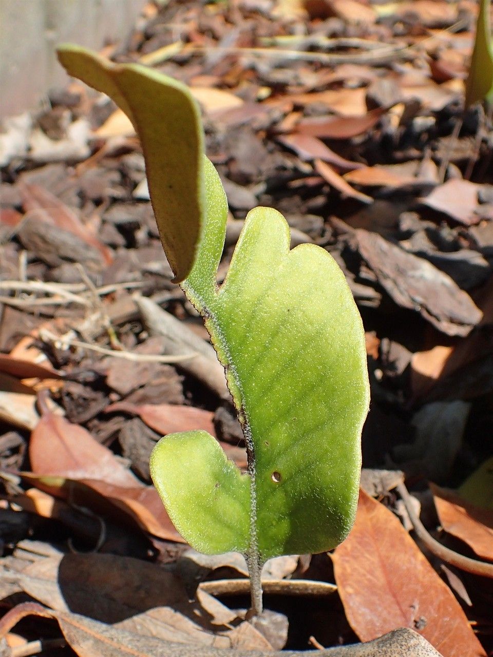Pyrrosia lingua habit