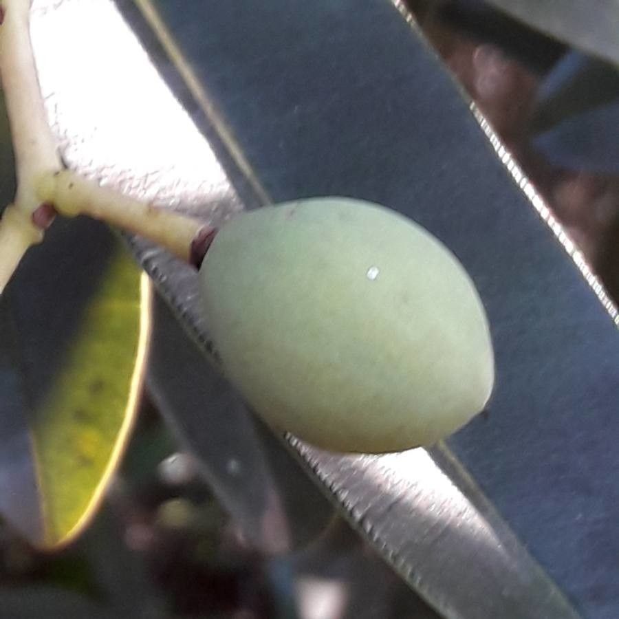 Calophyllum caledonicum fruit