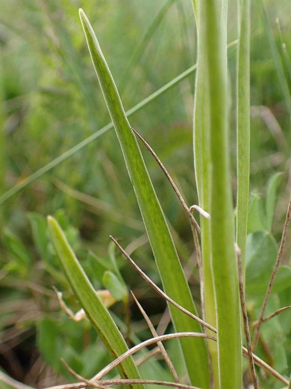 Gymnadenia rhellicani bark