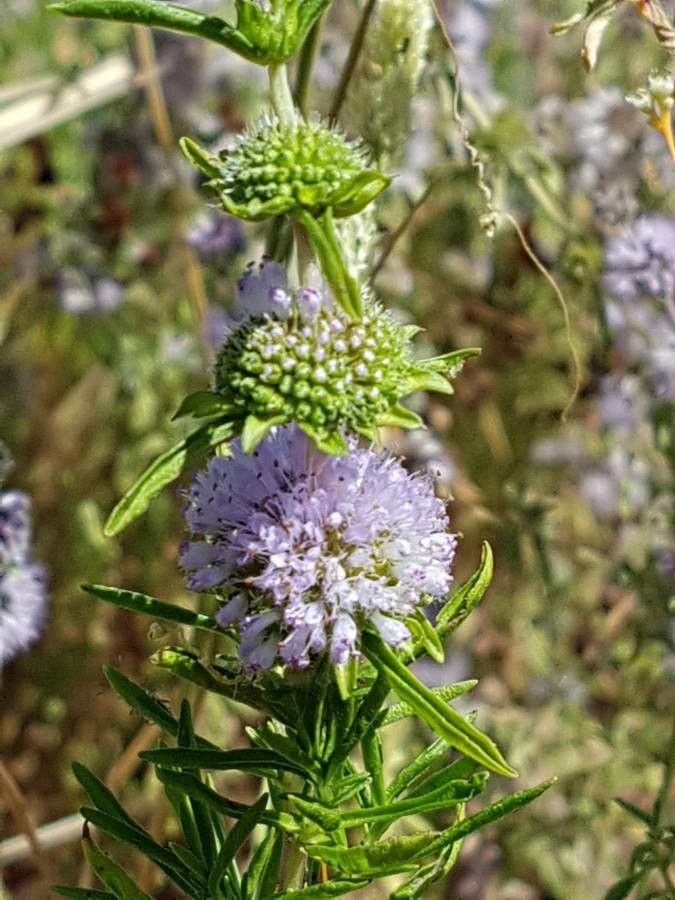Mentha cervina flower