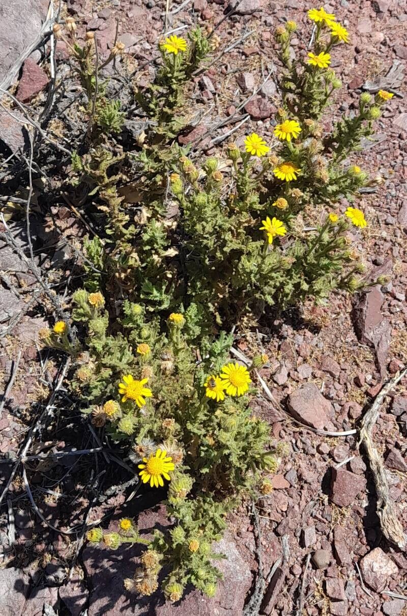 Senecio adenotrichius habit