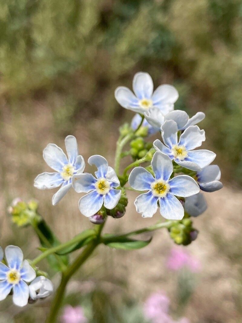 Hackelia floribunda — search result for 'western Canada'