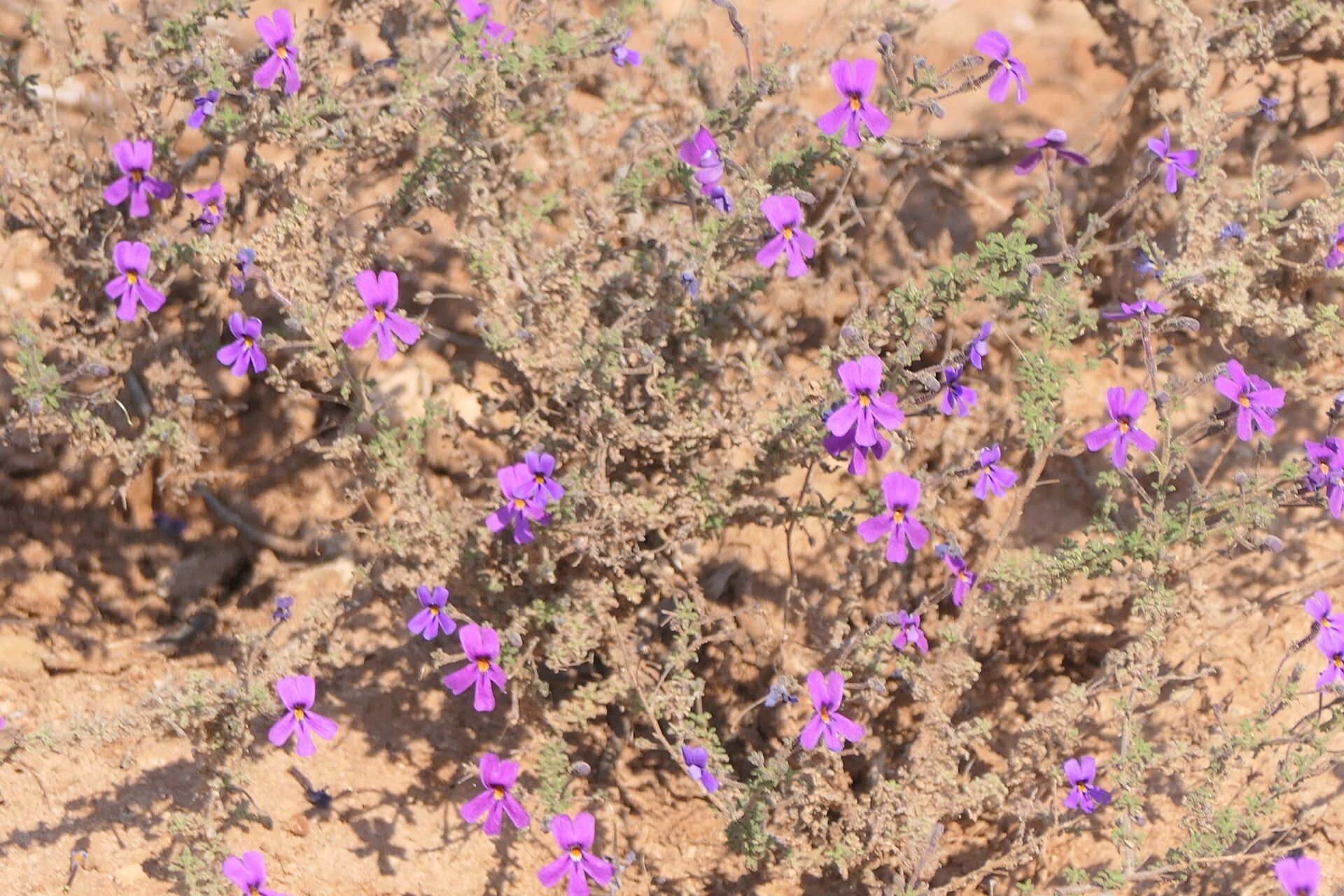 Jamesbrittenia microphylla flower