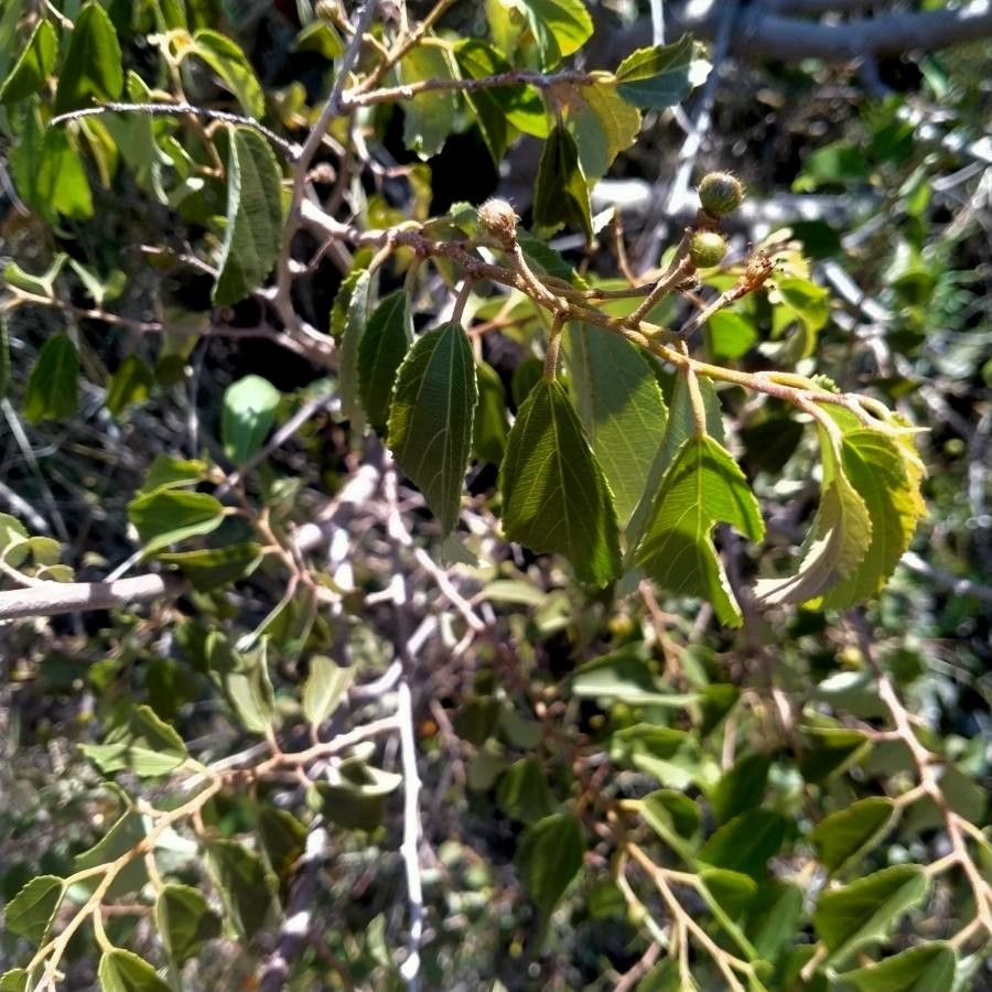 Grewia trichocarpa — search result for 'Grewia'