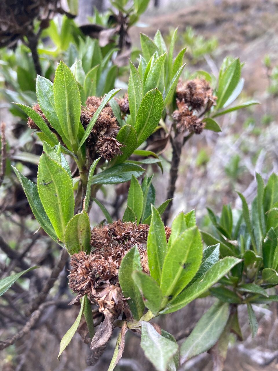 Baccharis prunifolia fruit