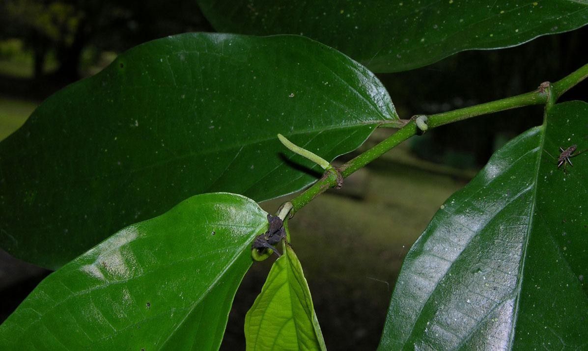 Piper umbricola other