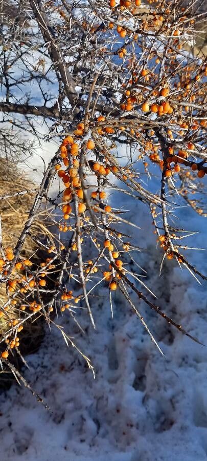 Hippophae rhamnoides fruit