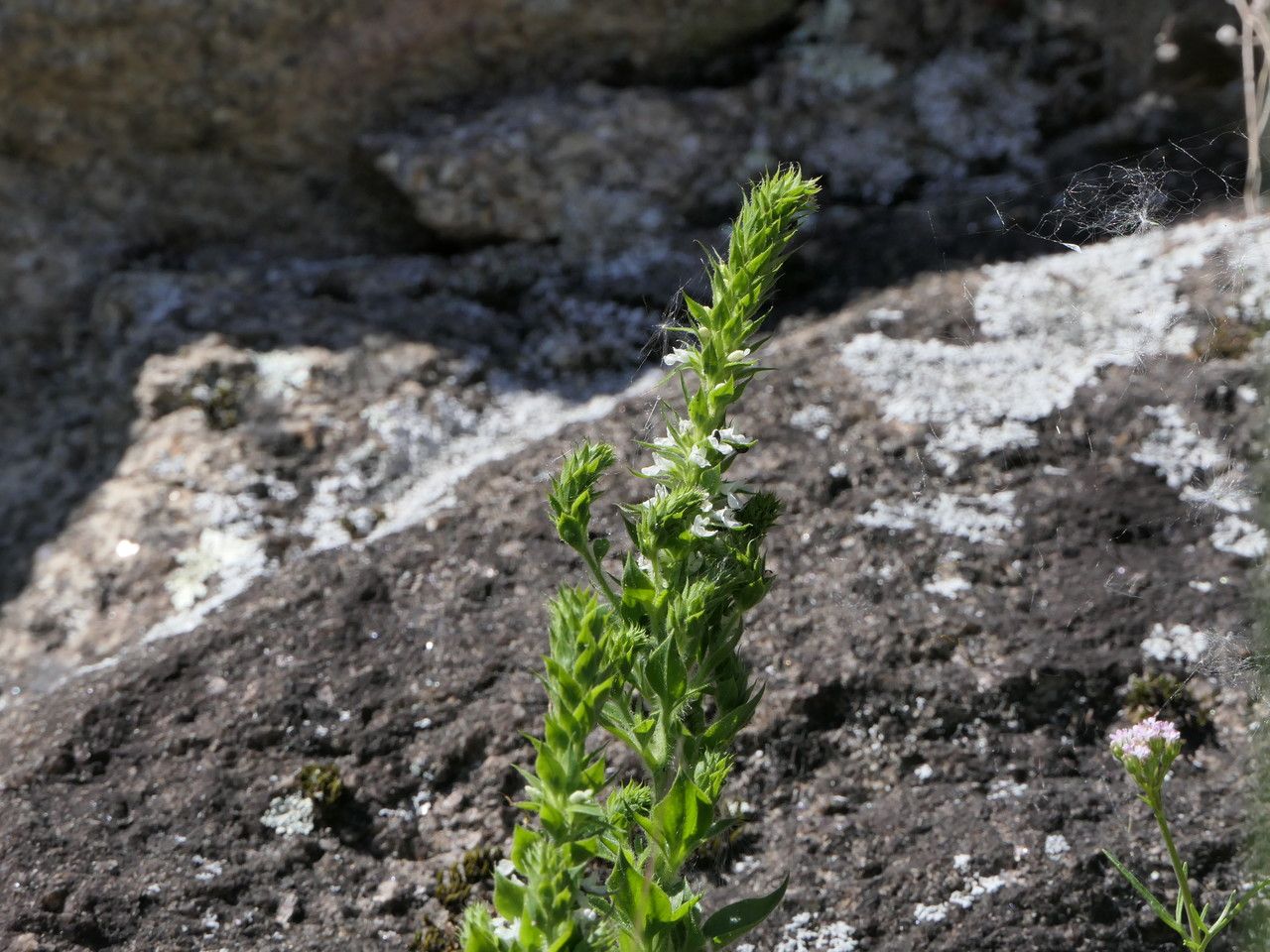 Anarrhinum duriminium — related species from the same genus