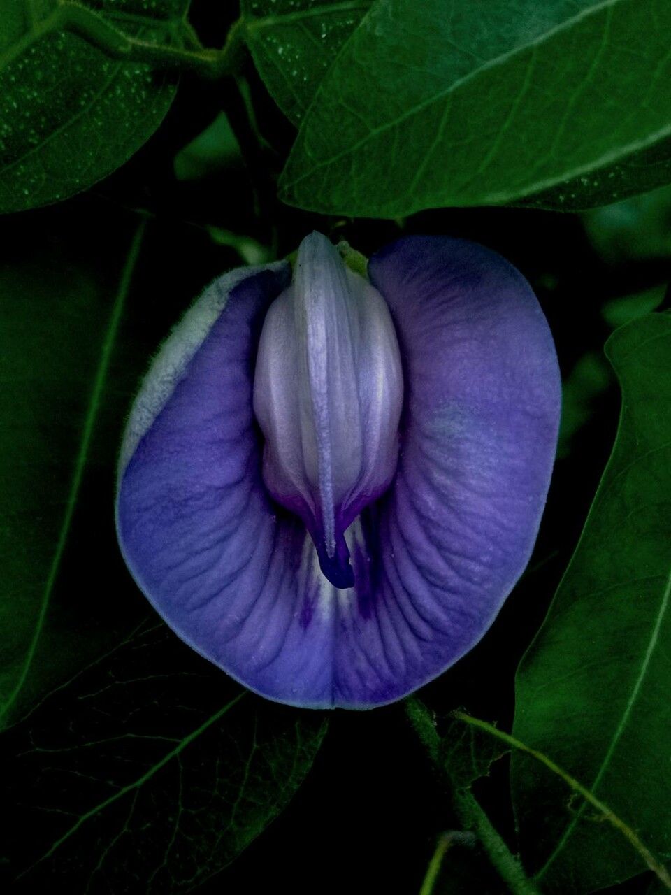 Centrosema virginianum flower