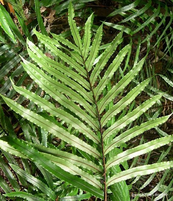 Blechnum corbassonii leaf