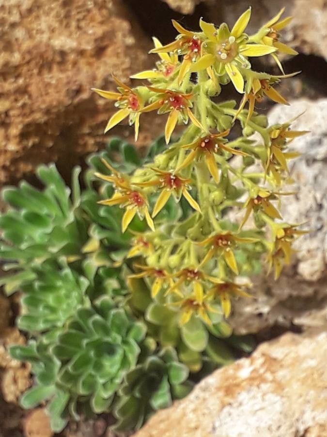 Saxifraga mutata other