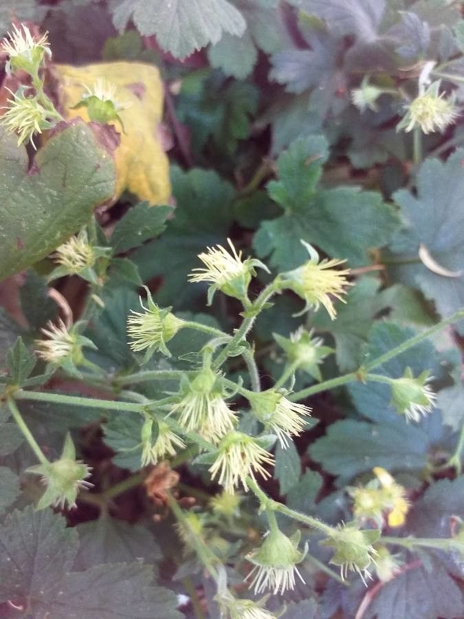 Waldsteinia geoides flower