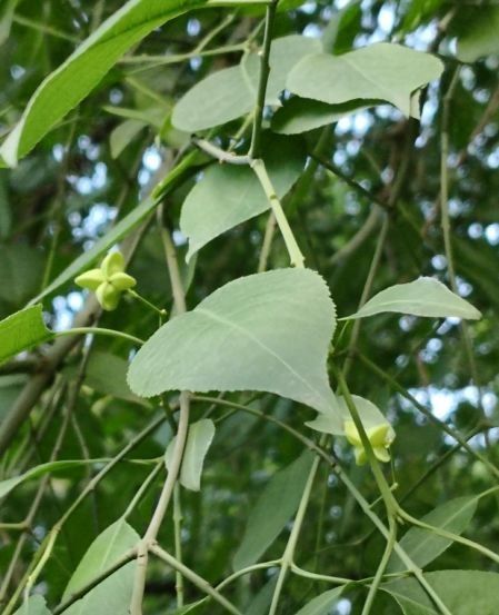 Euonymus maackii fruit