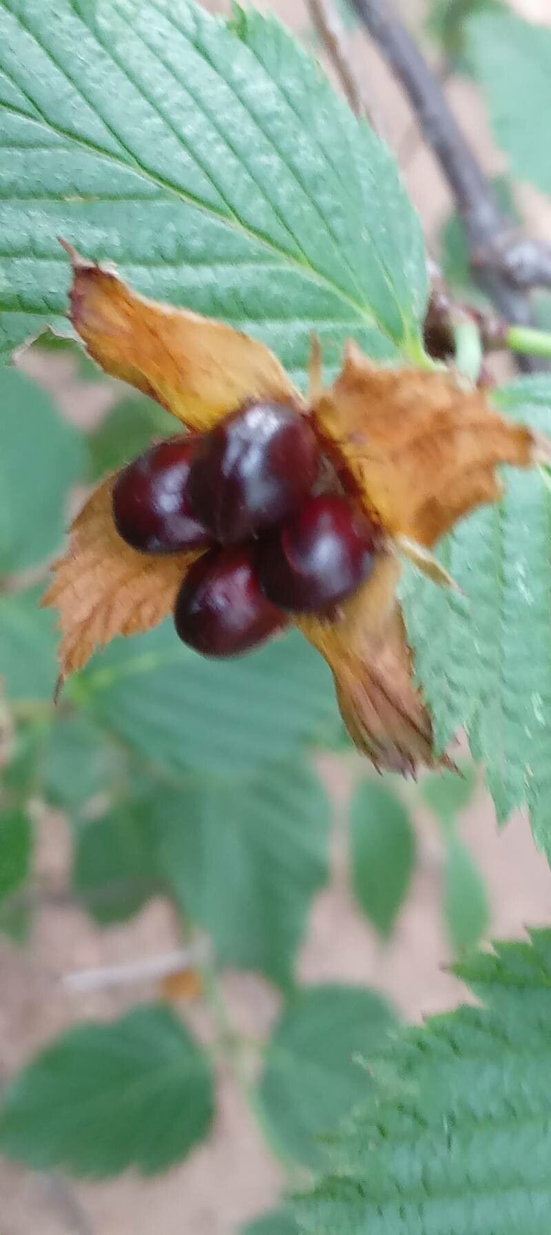 Rhodotypos scandens fruit