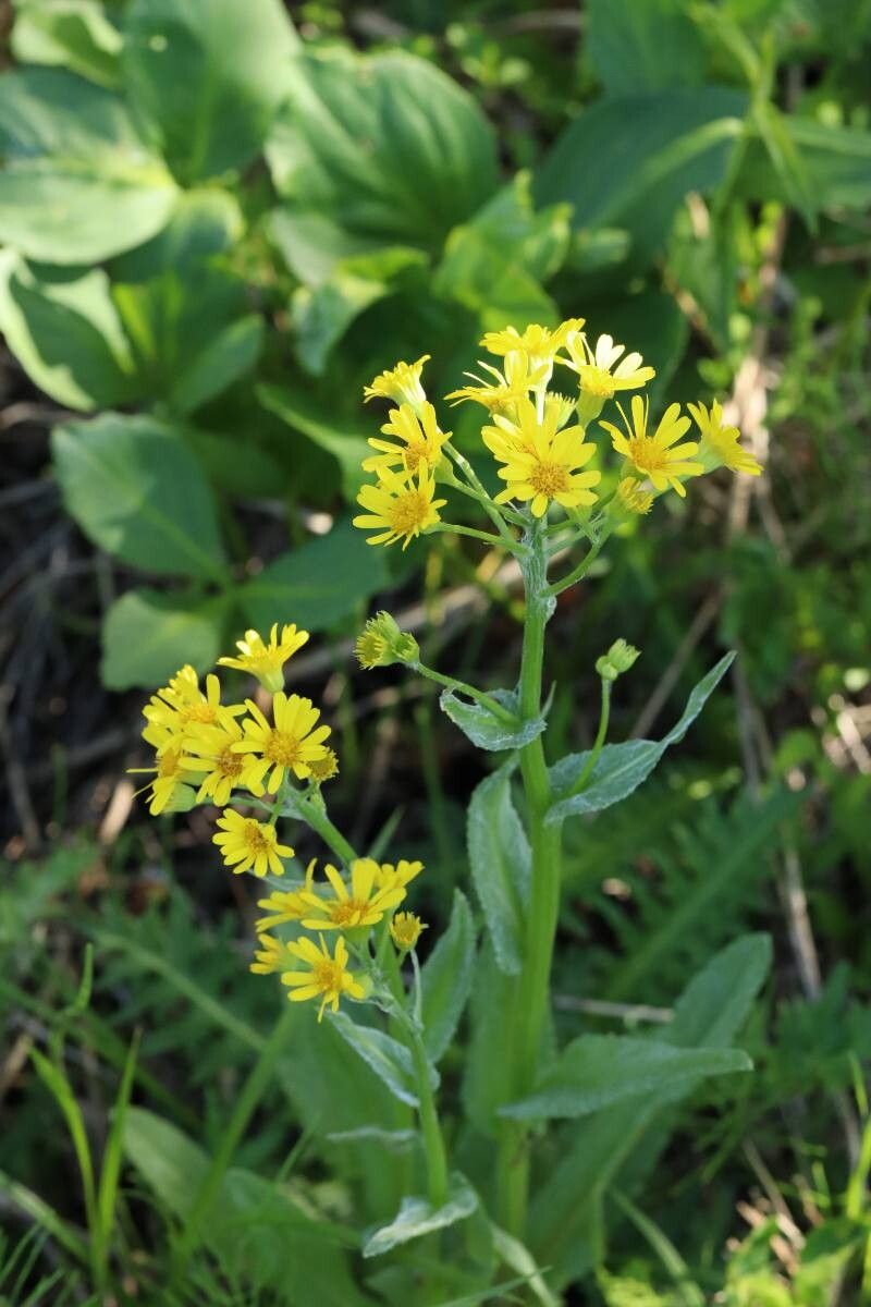 Tephroseris pierotii flower