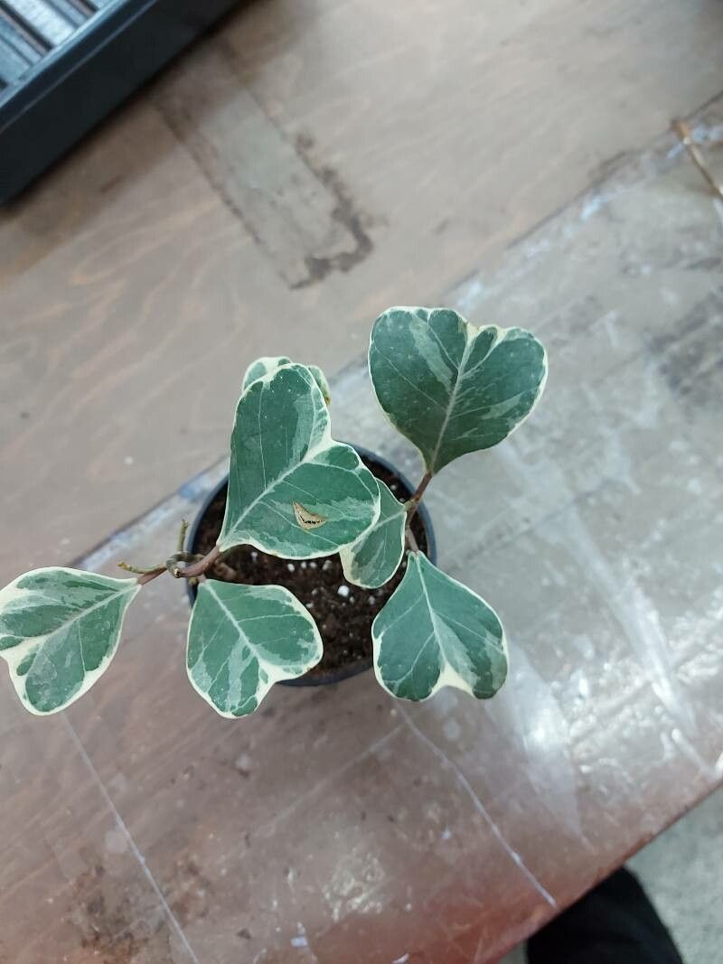 Ficus triangularis leaf