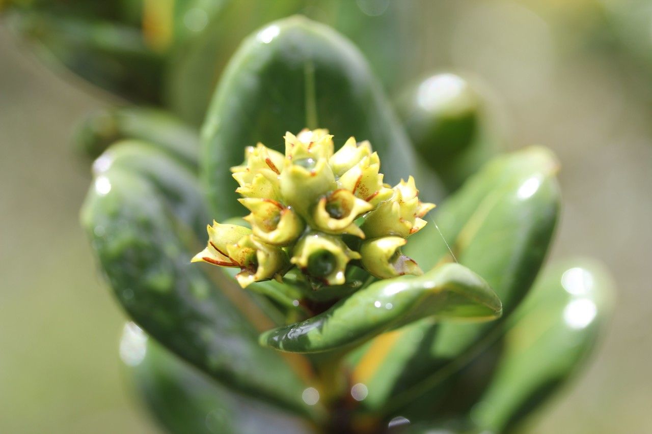 Gaertnera rotundifolia flower