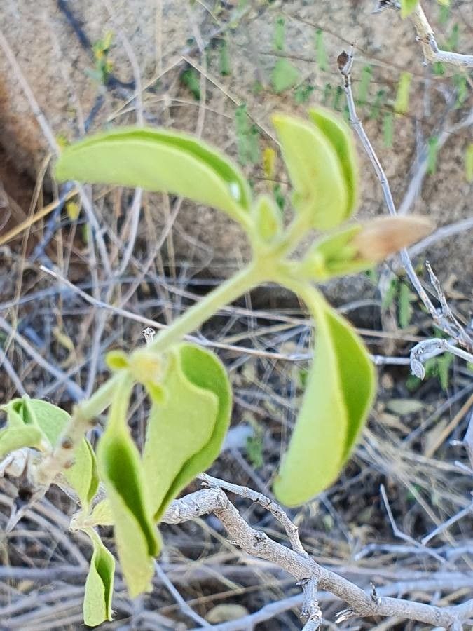 Barleria volkensii — houseplant care guide