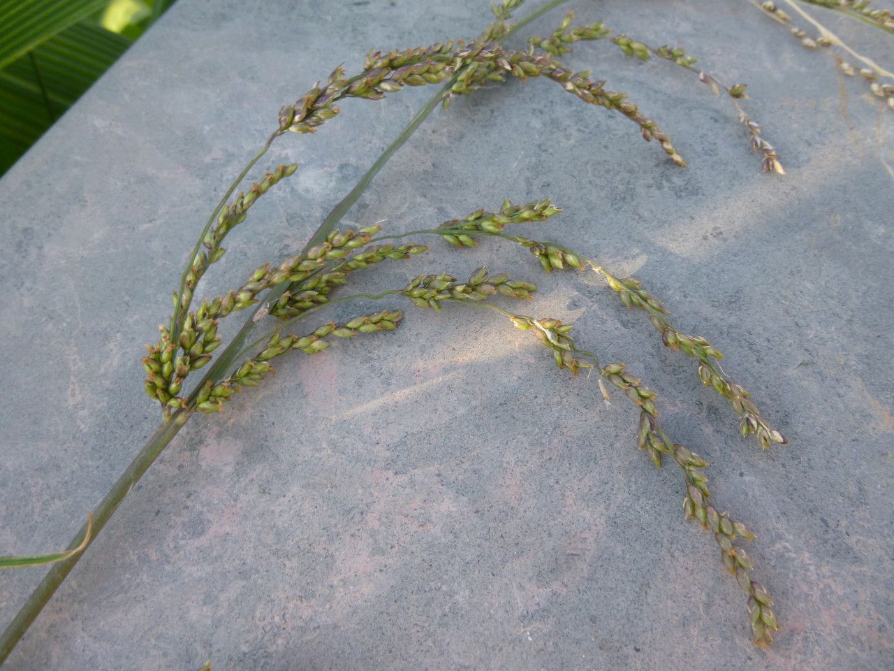 Panicum grande fruit