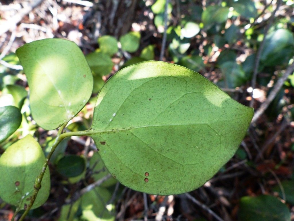 Psydrax paradoxus — houseplant care guide