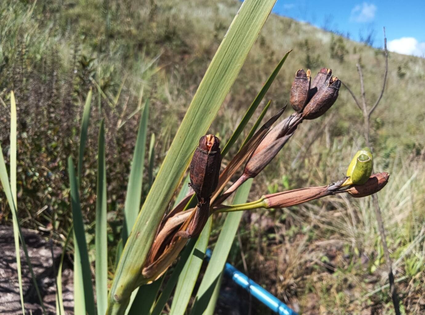 Trimezia rupestris fruit