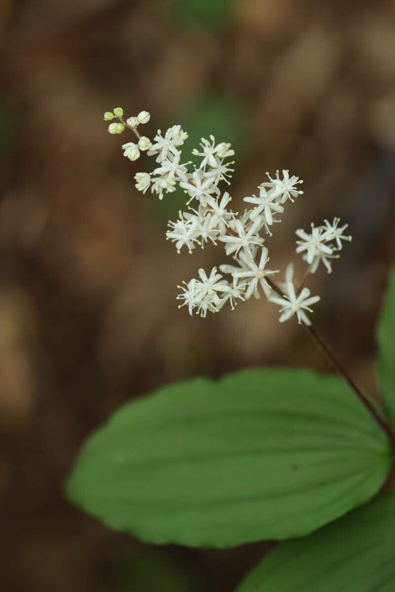 Maianthemum japonicum — related species from the same genus