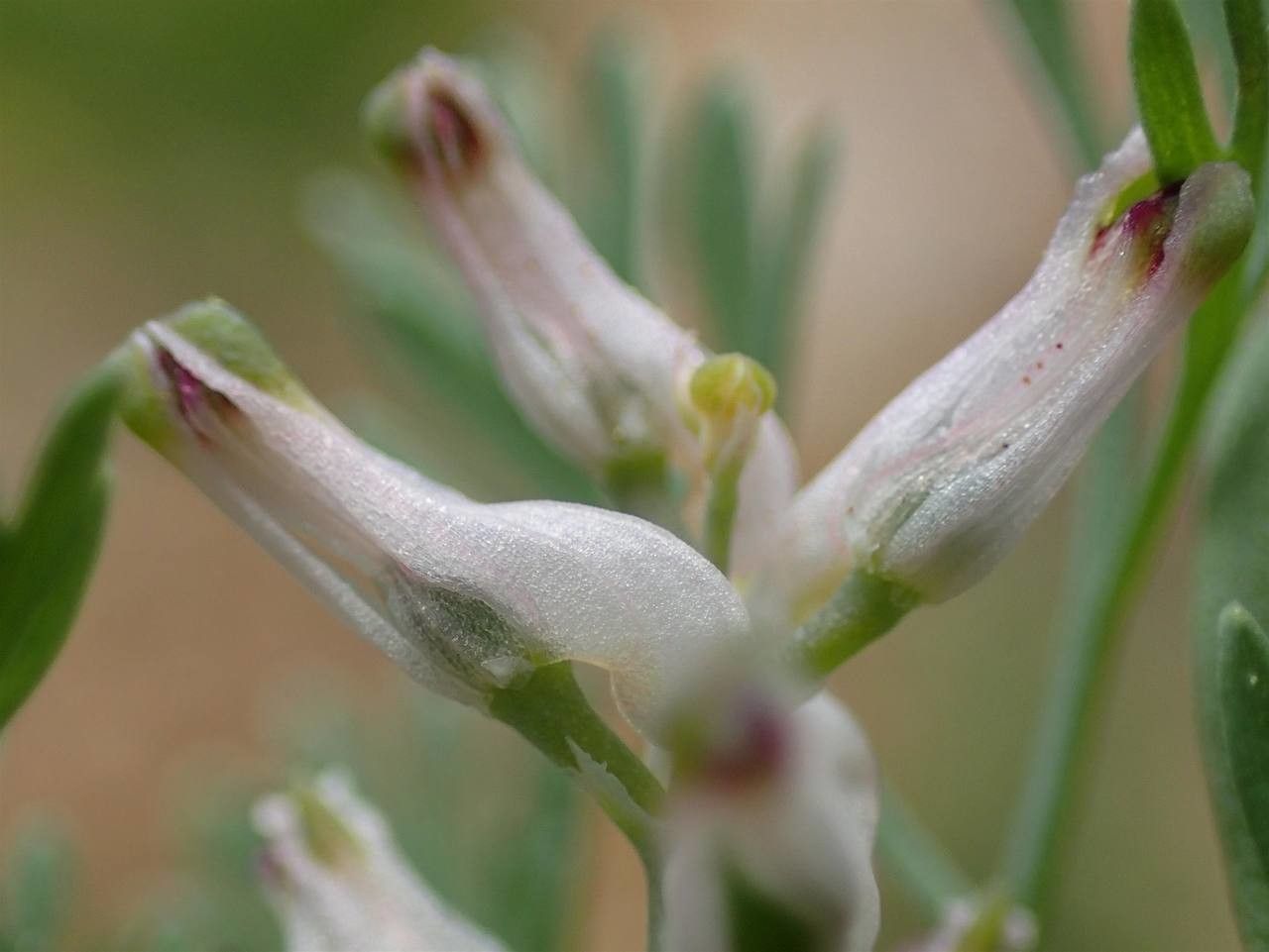 Fumaria petteri flower
