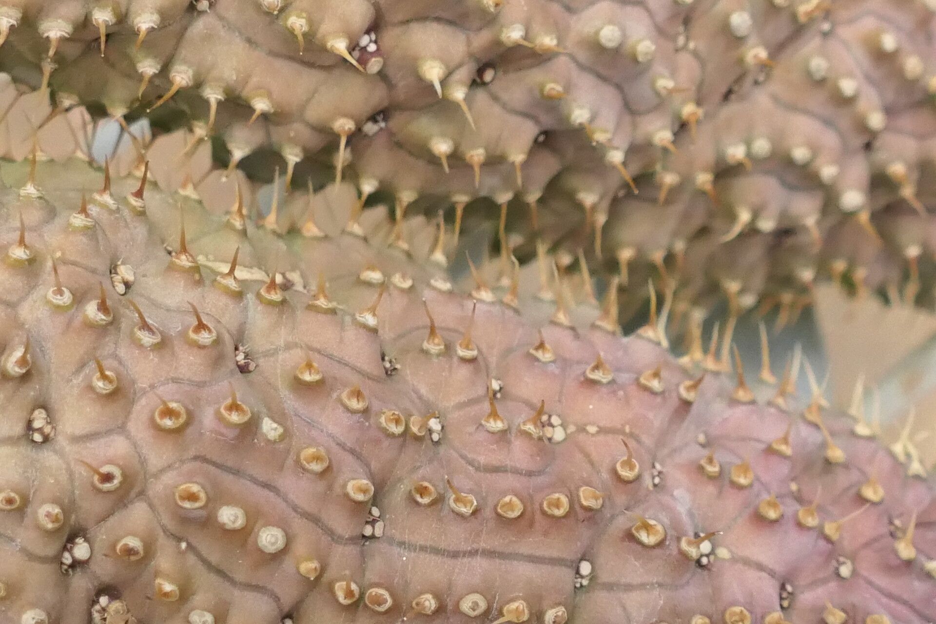 Hoodia officinalis — related species from the same genus