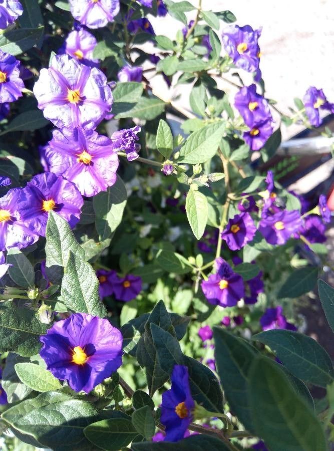 Lycianthes rantonnei leaf