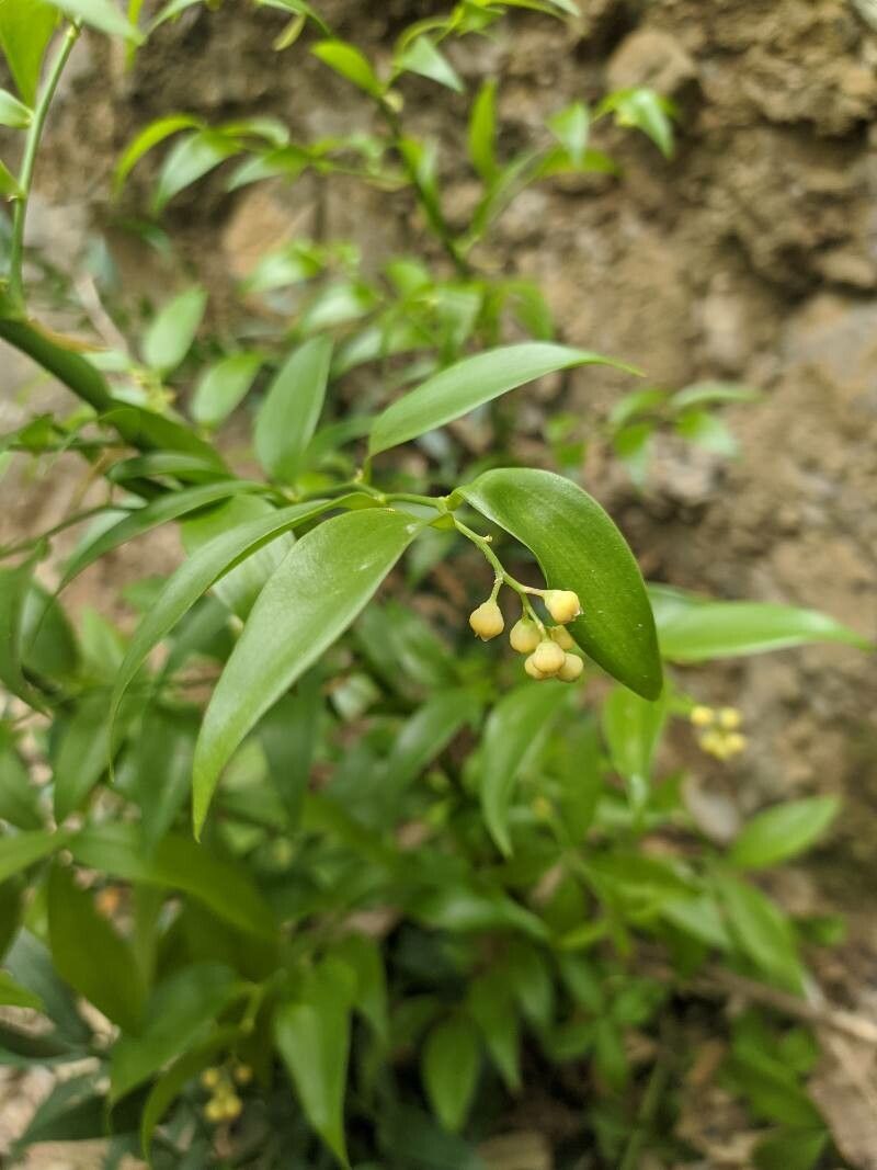 Danae racemosa flower
