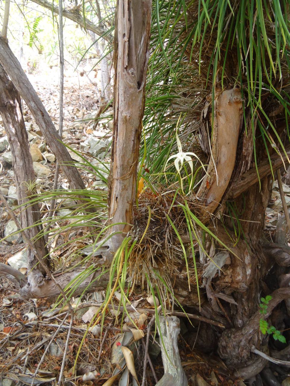 Brassavola cucullata bark