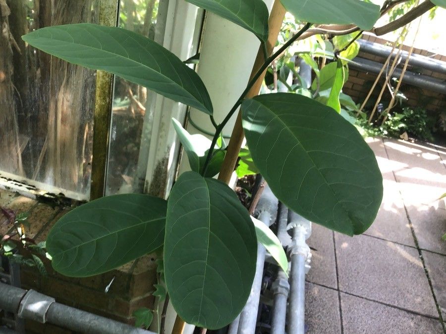 Passiflora tina — houseplant care guide