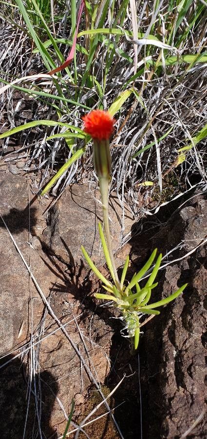 Kleinia picticaulis flower
