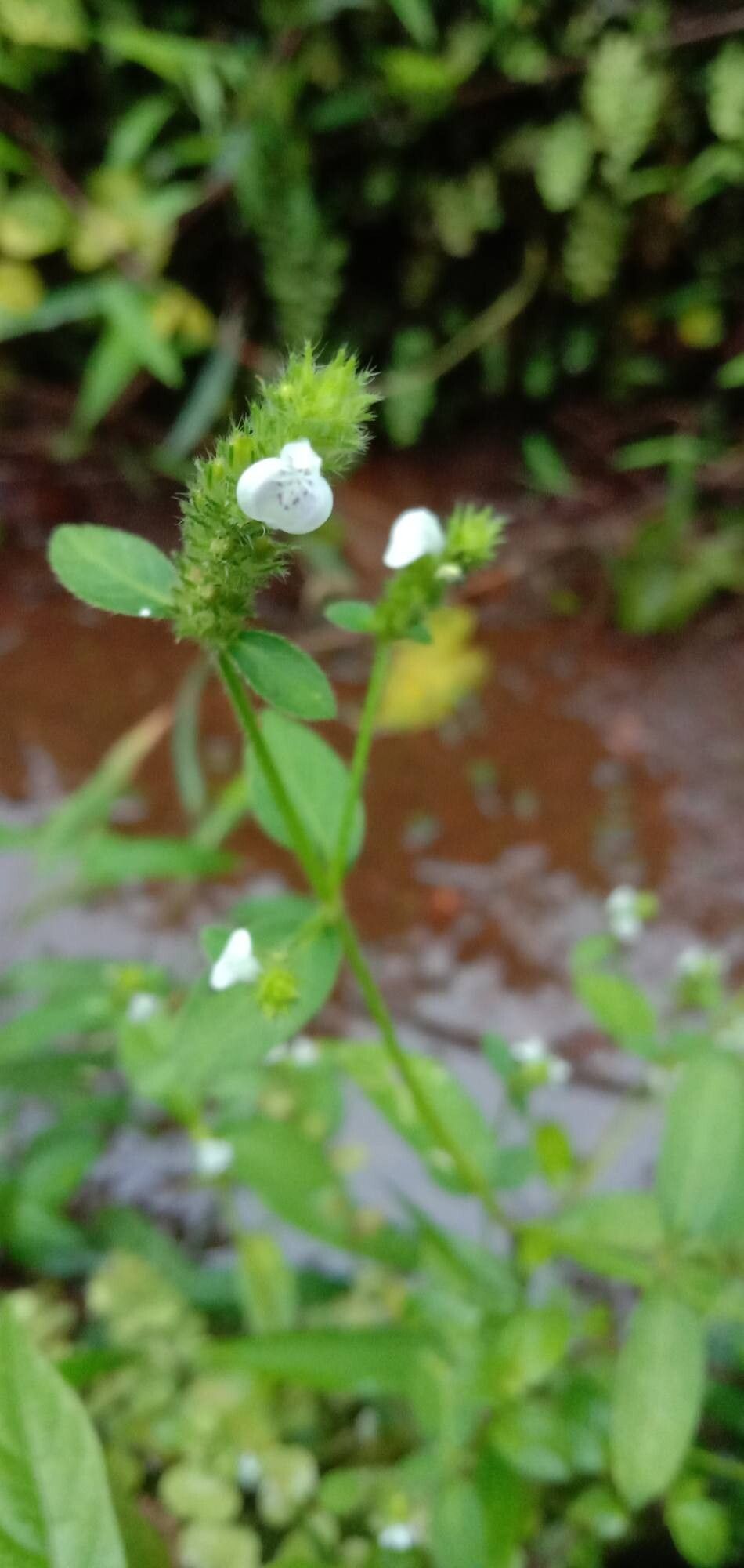 Rostellularia procumbens flower