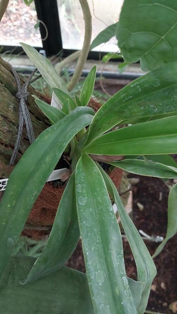 Phragmipedium lindleyanum — houseplant care guide