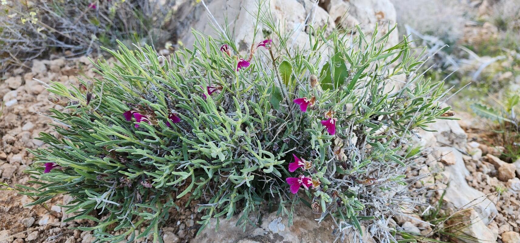 Ajuga chamaecistus habit