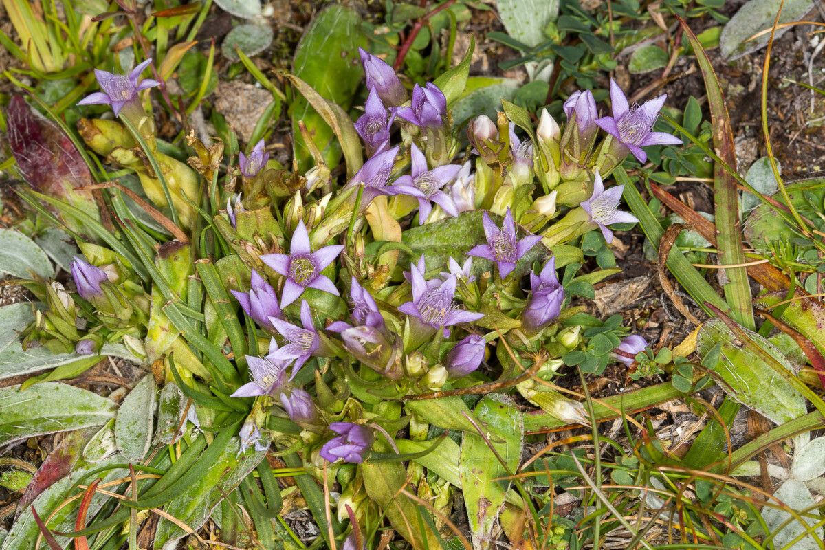 Gentianella ramosa — search result for 'Gentianella'