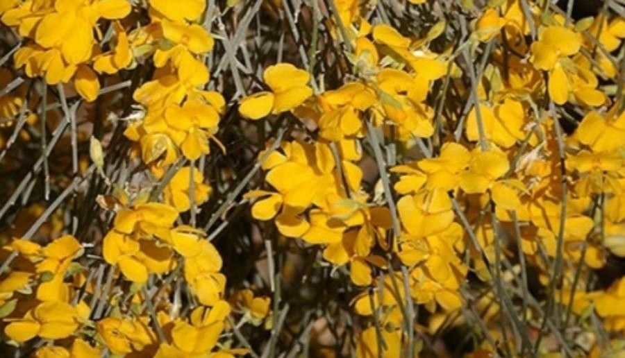 Jacksonia scoparia flower