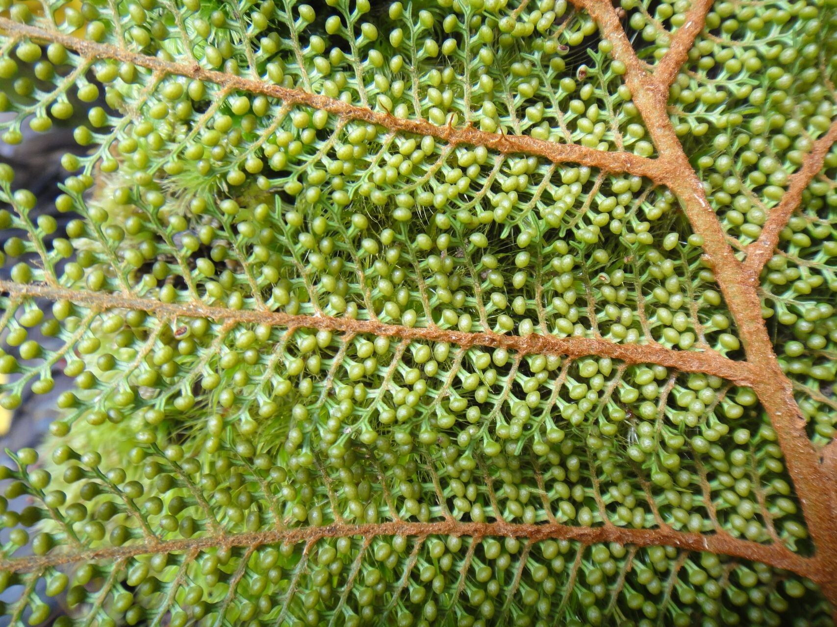 Dicksonia perriei leaf