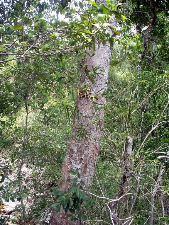 Bulbophyllum cirrhoglossum — houseplant care guide