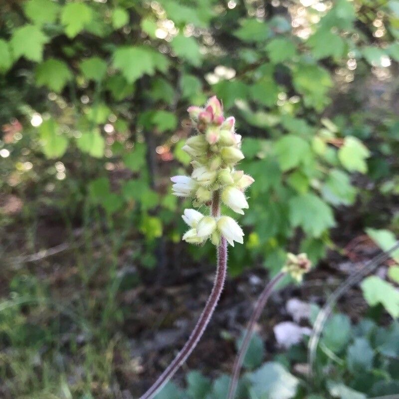 Heuchera cylindrica flower