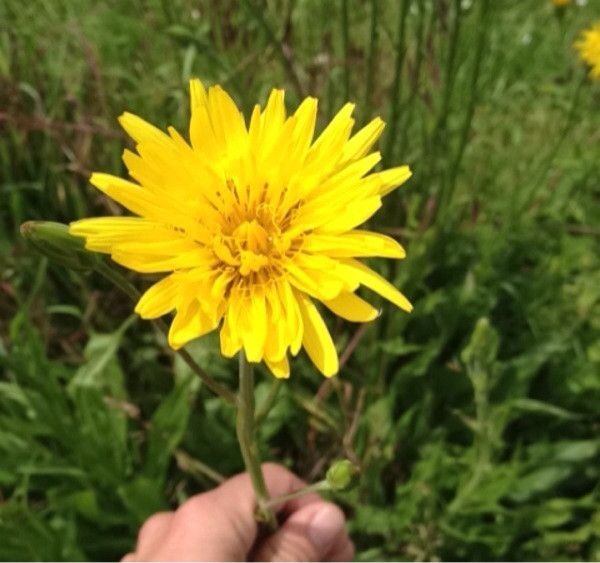 Scorzonera laciniata flower