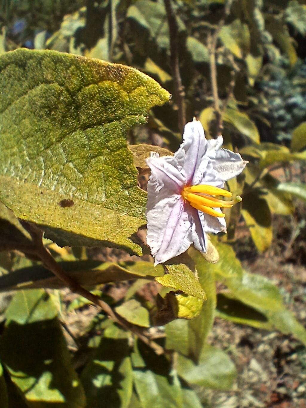 Solanum subumbellatum flower