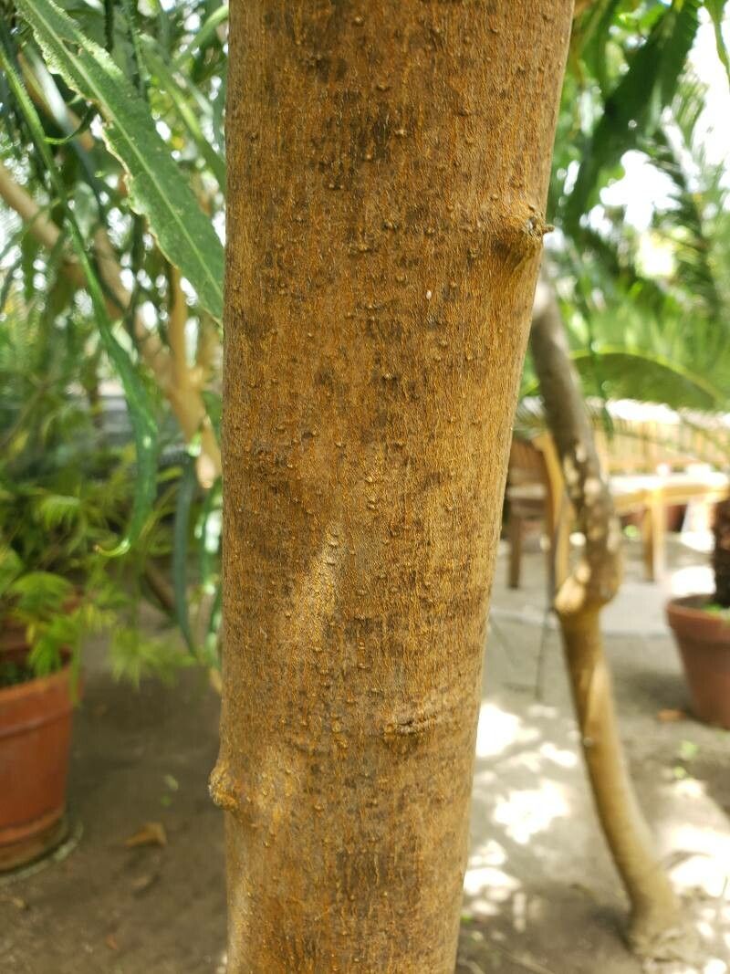 Ilex paraguariensis bark