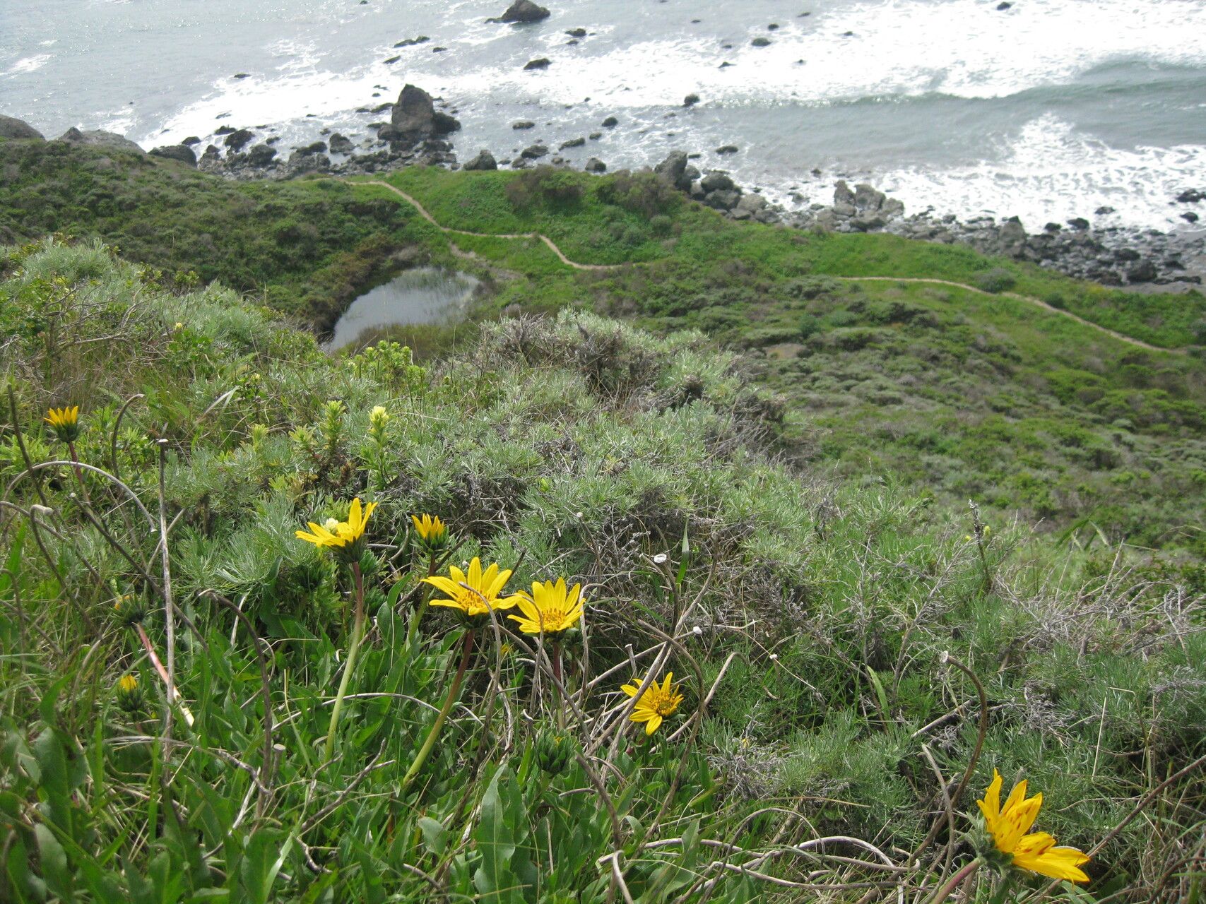 Wyethia angustifolia habit
