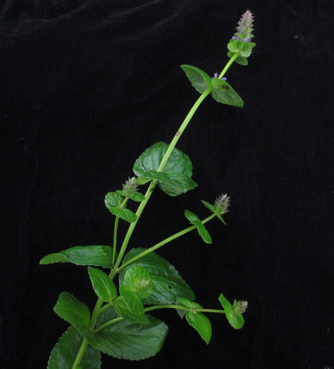 Nepeta laevigata — search result for 'Nepeta'