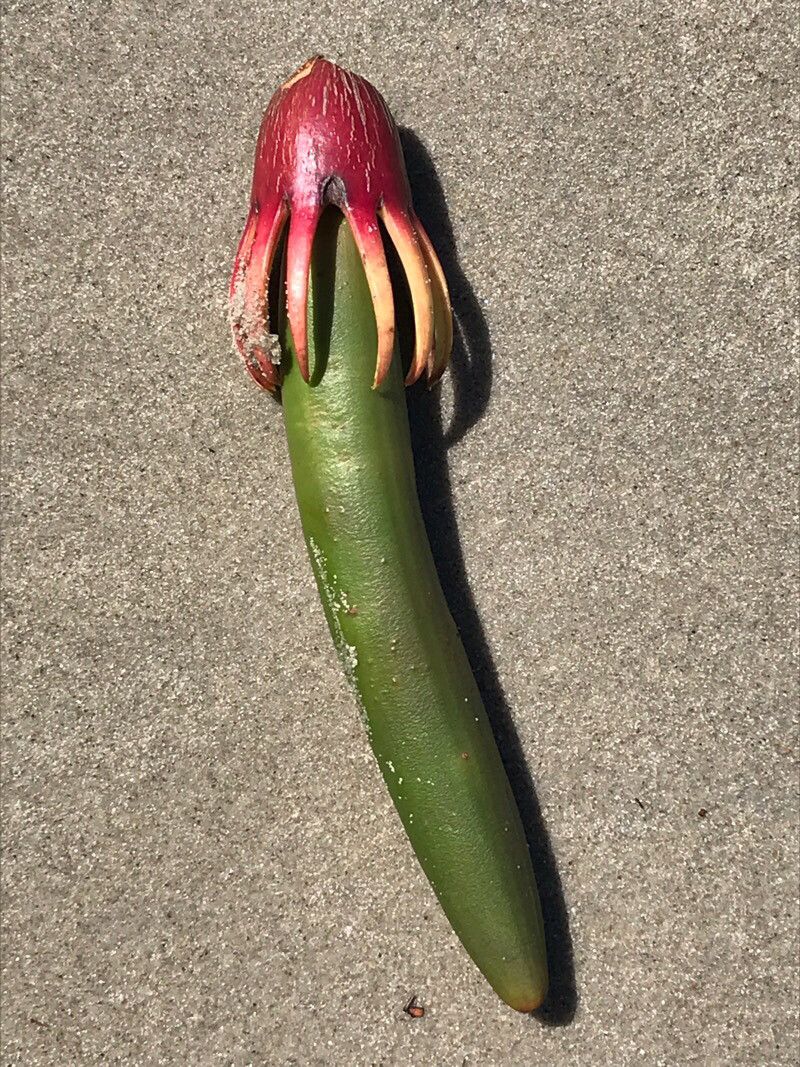 Euphorbia dregeana — houseplant care guide